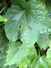 Phyllosticta ampelicida