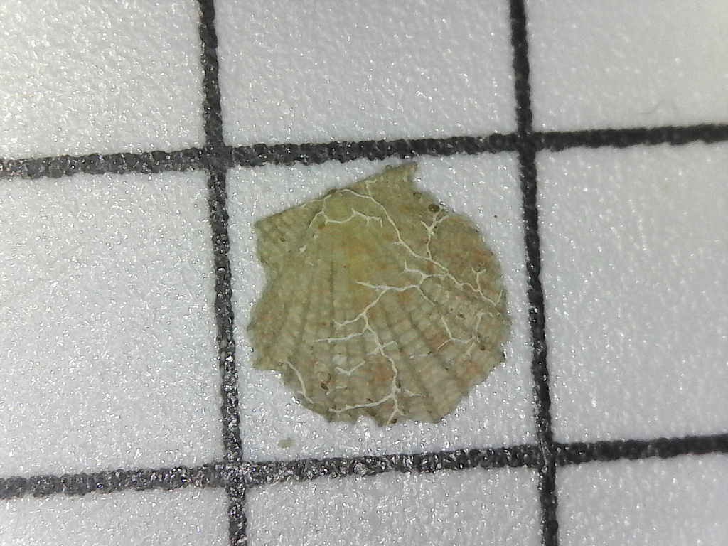 Parvamussium thyrideum