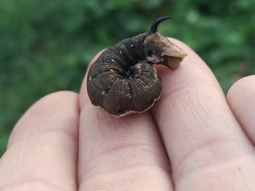 Agrius convolvuli