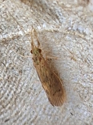 Oecetis notata