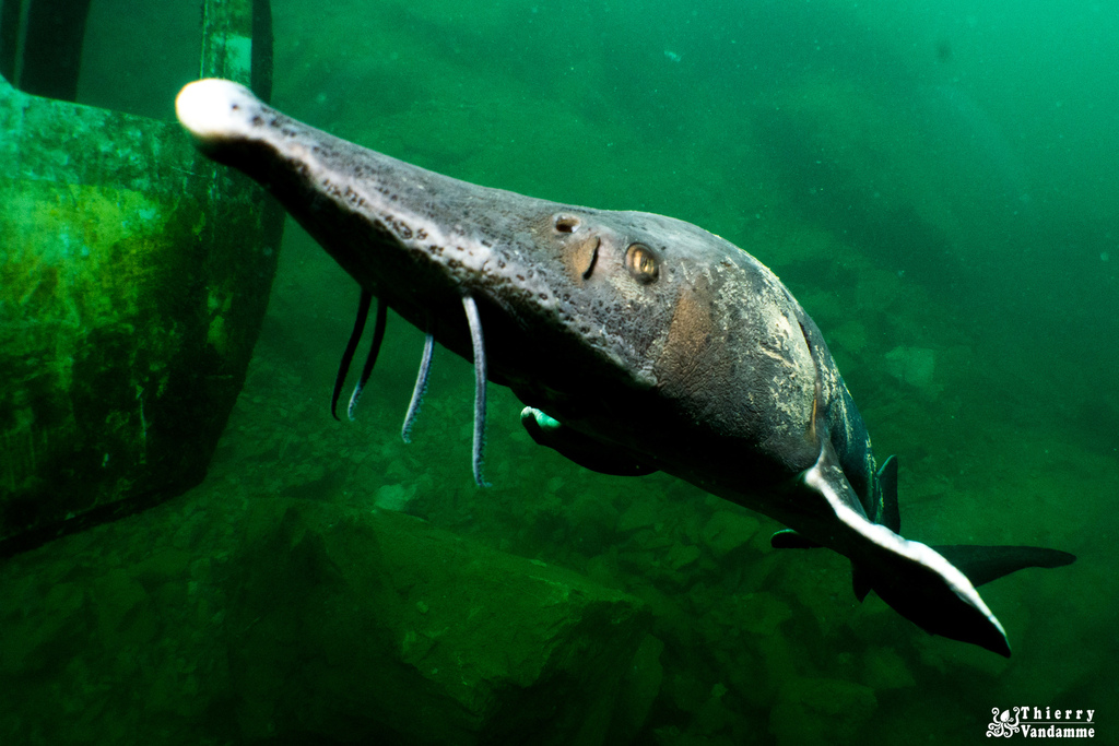 Siberian sturgeon (Acipenser baerii) — Acipenseridae