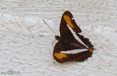 Adelpha thessalia