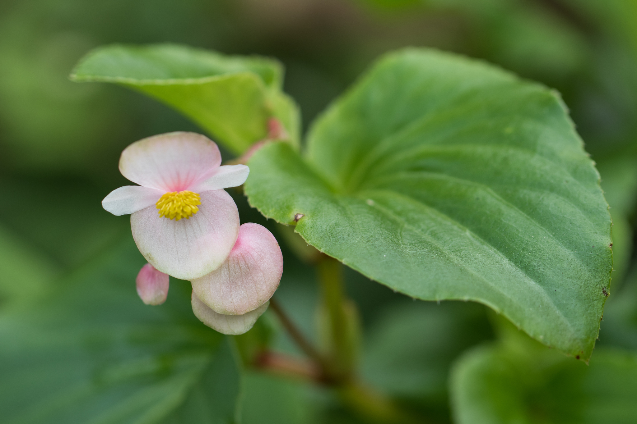 Begonia cucullata