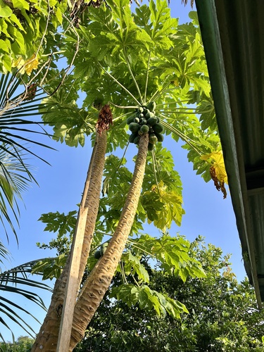 Papaya
