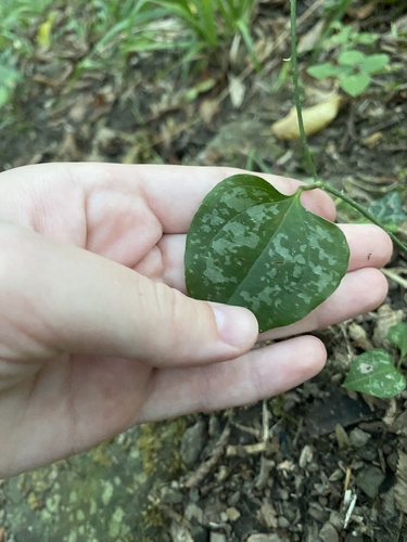 Image of Smilax excelsa by (c) Екатерина Кравцова, some rights reserved (CC BY)