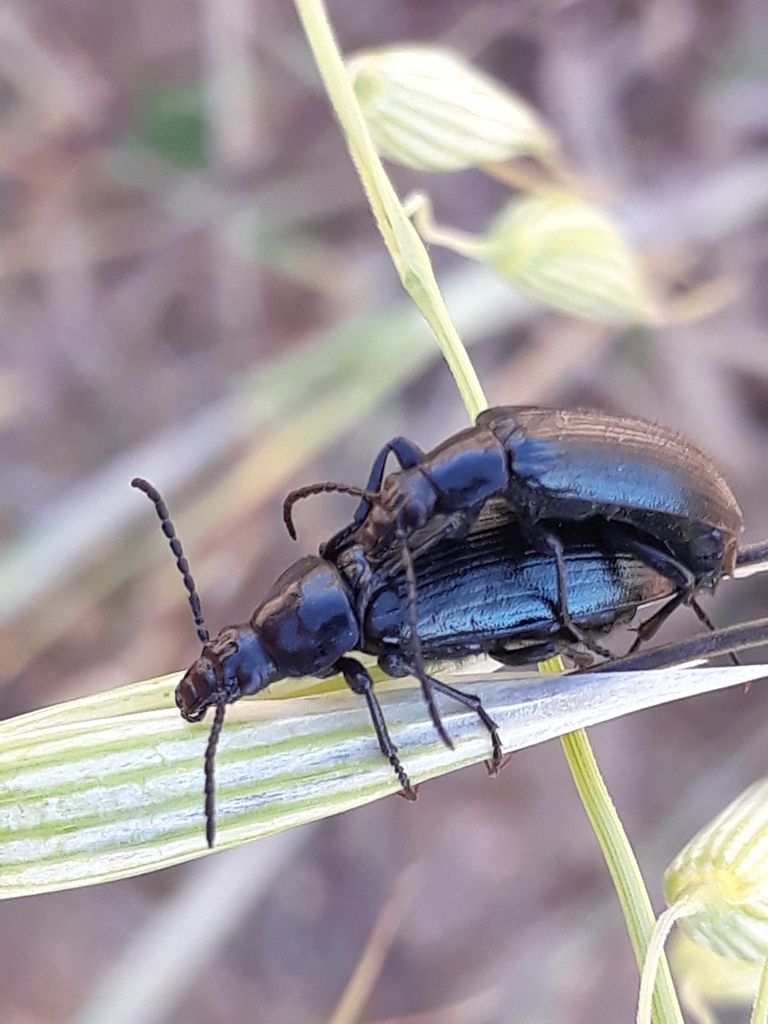 Heliotaurus sanguinicollis