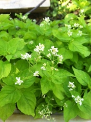 Circaea alpina pacifica