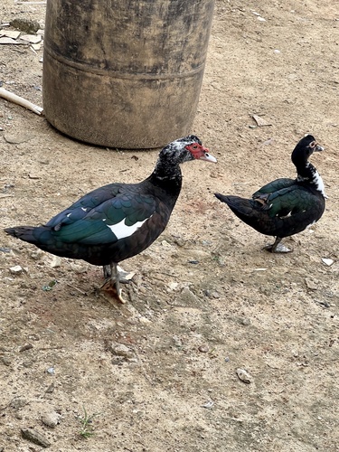 Domestic Muscovy Duck