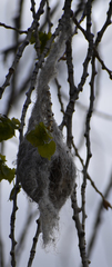 Icterus bullockii