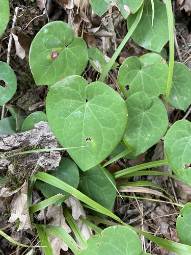 Image of Epimedium pinnatum by (c) Екатерина Кравцова, some rights reserved (CC BY)