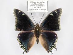 Charaxes viola picta