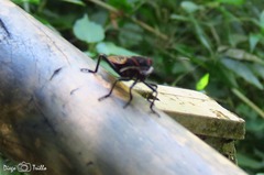 Pachylis pharaonis