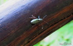 Naupactus auricinctus