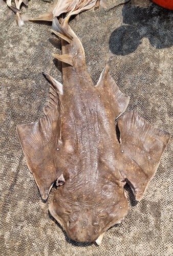 Afrikaanse zee-engel (Squatina africana) — Squatinidae — 4