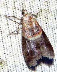 Acrobasis demotella