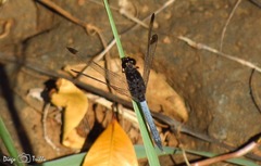 Erythrodiplax atroterminata