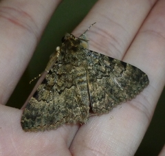 Polydesma boarmoides