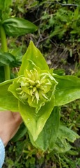 Gentiana lutea