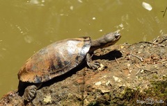 Phrynops williamsi