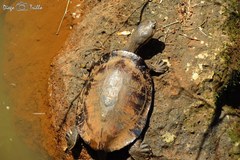 Phrynops williamsi