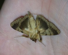 Polydesma boarmoides