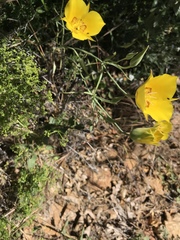 Calochortus concolor