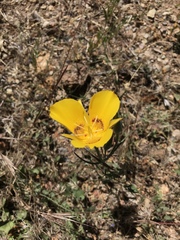 Calochortus concolor