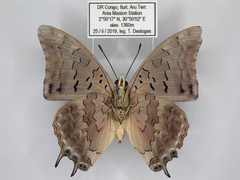 Charaxes viola picta