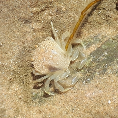 Liocarcinus depurator