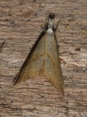 Haimbachia placidellus