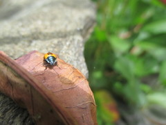 Comperocoris roehneri