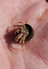 Pagurus bernhardus