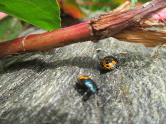 Comperocoris roehneri