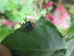 Comperocoris roehneri