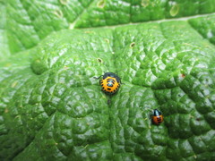 Comperocoris roehneri