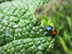 Comperocoris roehneri