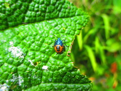 Comperocoris roehneri