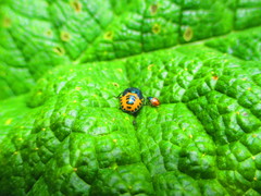 Comperocoris roehneri