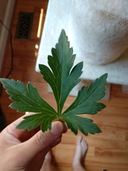 Geranium sylvaticum
