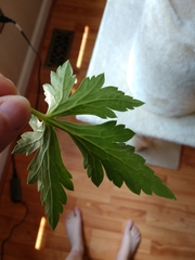 Geranium sylvaticum