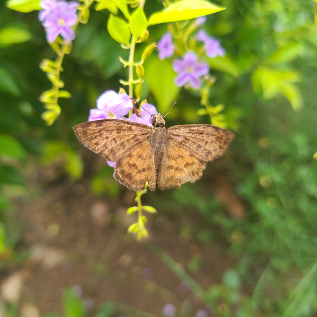 Jamaican-banded Skipper