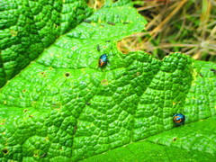 Comperocoris roehneri