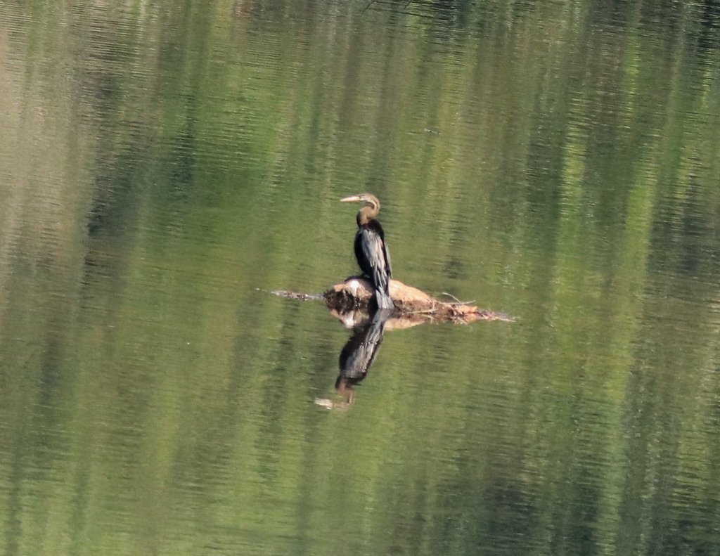 Oriental darter perched on a log above calm green water