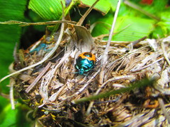 Comperocoris roehneri