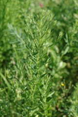 Galatella biflora