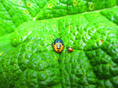 Comperocoris roehneri