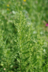 Galatella biflora