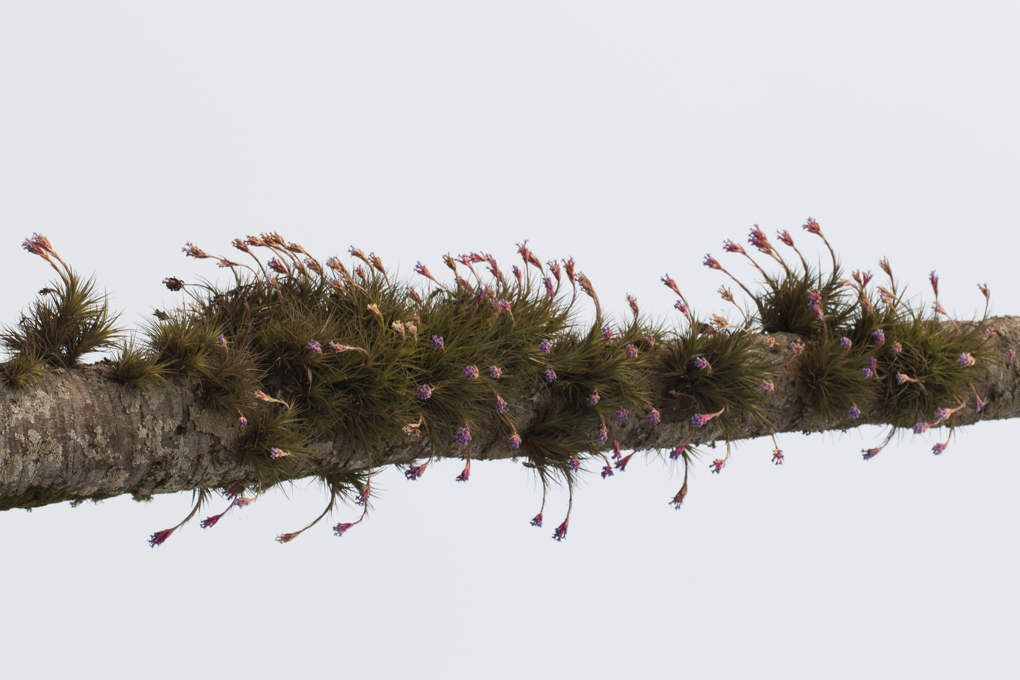 Tillandsia tenuifolia