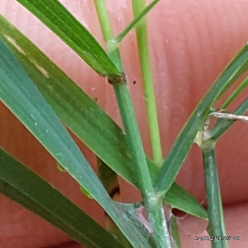 Image of Drop-Seed Grass (Muhlenbergia schreberi) by (c) Bryce, some rights reserved (CC BY)