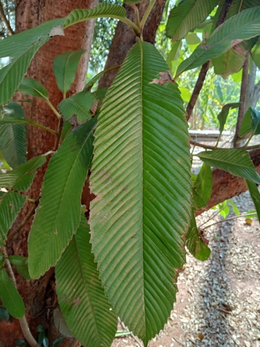 Dillenia indica